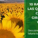 10 Razones por las que Deberías Cultivar Girasoles en Verano • Plantas para la Vida