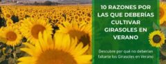 10 Razones por las que Deberías Cultivar Girasoles en Verano • Plantas para la Vida