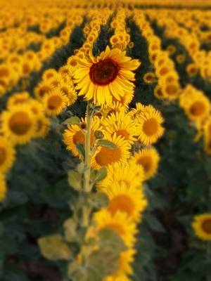 10 Razones por las que Deberías Cultivar Girasoles en Verano • Plantas para la Vida • El diferente