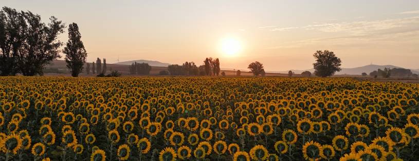 10 Razones por las que Deberías Cultivar Girasoles en Verano • Plantas para la Vida • Mirando al Este