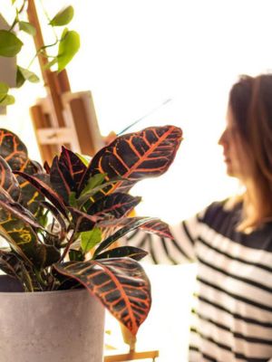 Descubre el ritual perfecto para conectar con tus plantas y contigo mismo este año nuevo • Plantas para la Vida • Plantas y Pintura