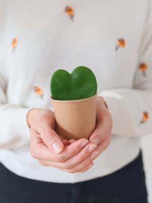 Plantas que Tocan el Corazón: Guía de Jardinería Terapéutica y Bienestar para un San Valentín Verde • Plantas para la Vida • Hoya Kerrii